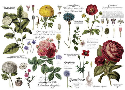 [655350646509] Redesign Decoratie transfers - Vintage Botanical - size 96,52 cm x 88,90 cm, cut into 6 sheets